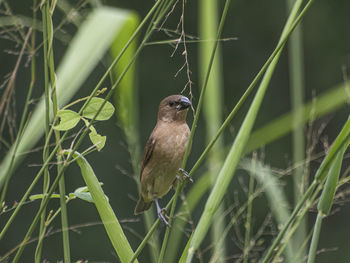 Close-up of bird perching on plant