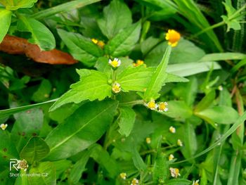 Close-up of insect on plant