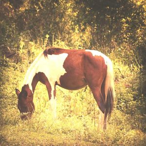 Horse on grass