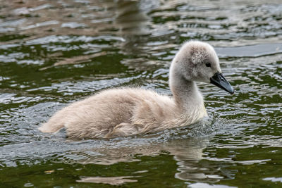 Swan swimming in lake