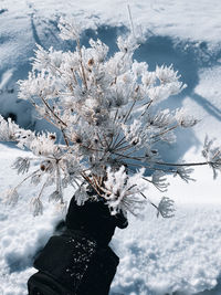 Frozen bunch of flowers against snow covered field during winter