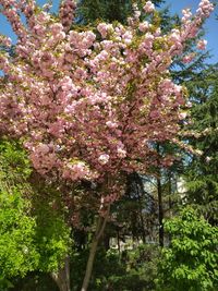Low angle view of pink flowering tree in park