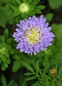 Aster blue flowers in a garden close - up view