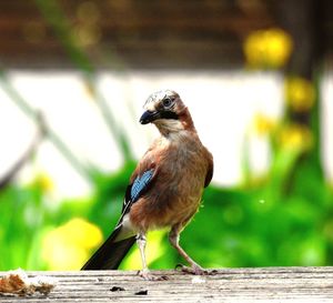 Close-up of bird perching on wood