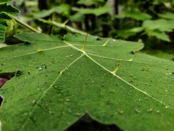 Close-up of green leaf