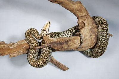 Python on wood against white background