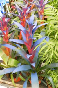 Close-up of flowers