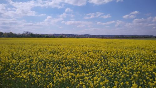 Idyllic shot of oilseed rape field against sky