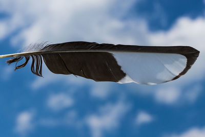 Low angle view of bird flying against sky