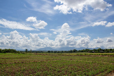 Scenic view of agricultural field against sky