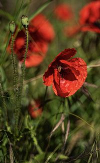 Close-up of red poppy on plant