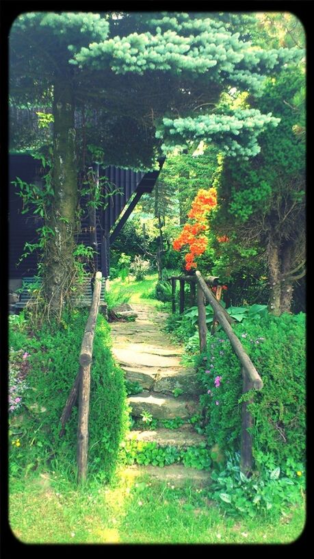 transfer print, tree, auto post production filter, growth, grass, green color, plant, tranquility, nature, park - man made space, wood - material, the way forward, day, field, beauty in nature, sunlight, steps, tranquil scene, built structure, outdoors