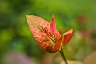 Close-up of red maple leaves