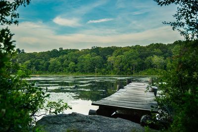 Trees along lake