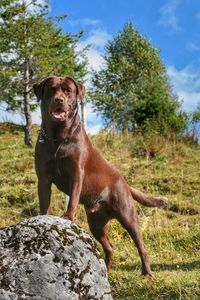 Dog standing in grassy field