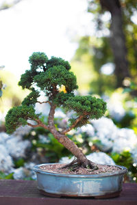 bonsai