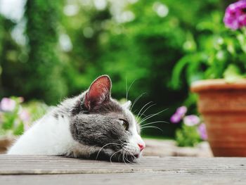 Close-up of cat on table in back yard