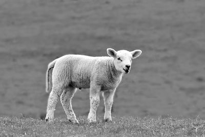 Portrait of sheep standing in a field