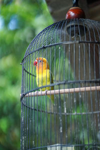 Close-up of bird perching in cage