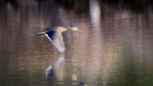 Bird flying over lake