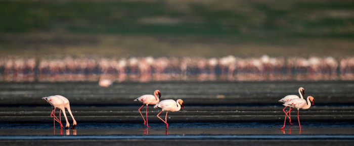 Birds drinking water in a lake