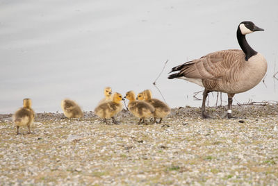Flock of birds in water