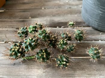 High angle view of succulent plant on table