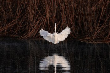 Bird flying over lake