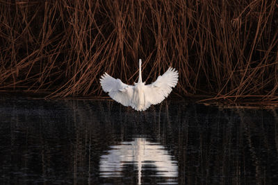 View of a bird flying over calm lake