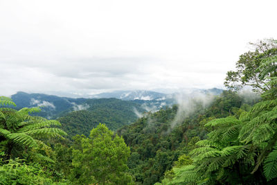 Scenic view of forest against sky