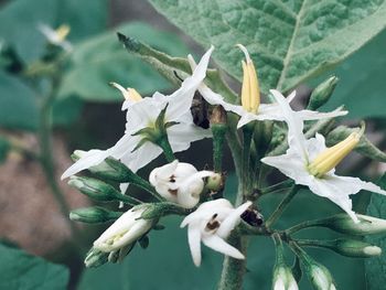 Close-up of white flowers on plant