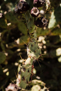 Close-up of succulent plant