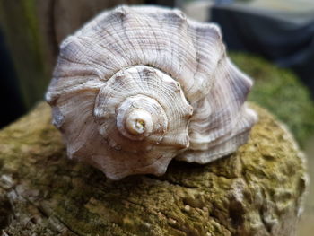 Close-up of snail on tree trunk