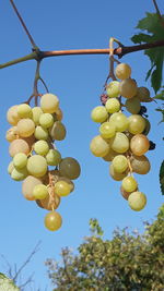 Low angle view of grapes growing on tree against sky
