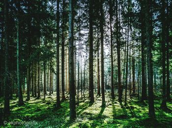 View of trees in forest