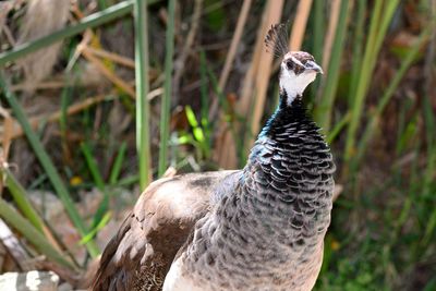 Close-up of peahen