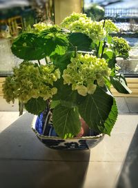 Plant growing on a wall