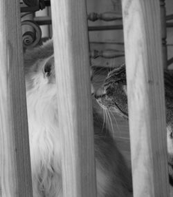 Close-up of a cat peeking through fence