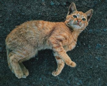 Portrait of a cat