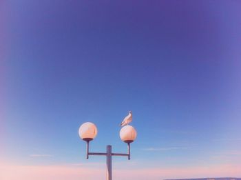 Low angle view of bird perching on lighting equipment