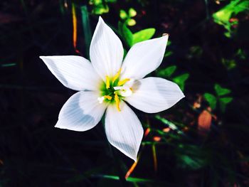 Close-up of white flower