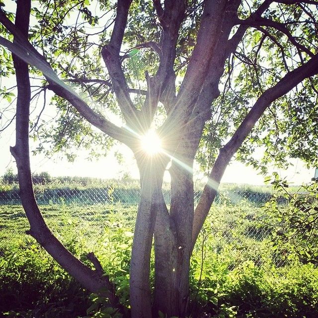 sun, tree, tranquility, sunlight, sunbeam, tranquil scene, growth, lens flare, nature, beauty in nature, scenics, grass, tree trunk, field, landscape, green color, branch, back lit, idyllic, sunny