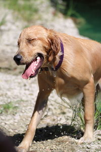 Dog with eyes closed sticking out tongue at riverbank