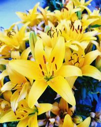 Close-up of yellow flowering plant