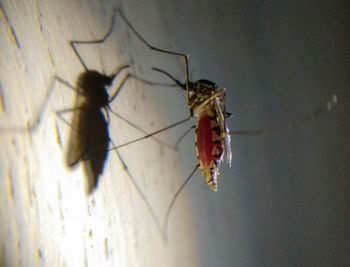 Close-up of insect on wall