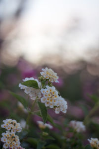 Close-up of white flowering plant