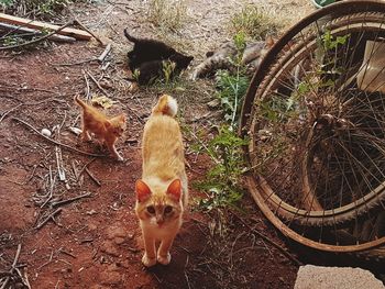 Portrait of cat sitting by plants