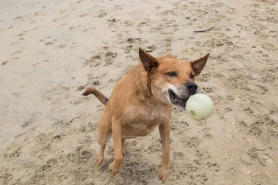 Dog playing with ball on beach