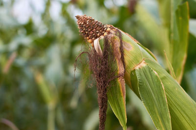 Close-up of fresh green plant