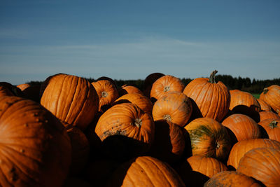 Close-up of pumpkins on field against sky